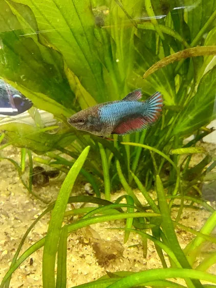 🐟 Farmer’s Choice Female Betta Fish – Young Adult