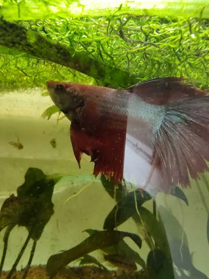 🐟 Farmer’s Choice Male Betta Fish – Young Adult