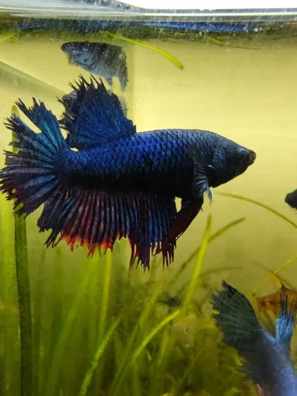 🐟 Farmer’s Choice Male Betta Fish – Young Adult