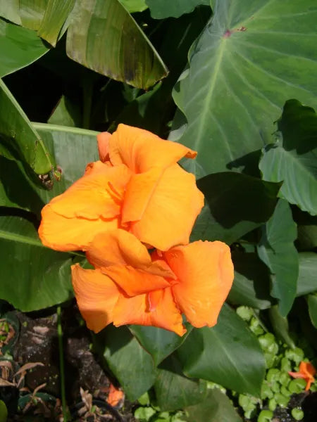 🐅 Canna ‘Bengal Tiger’ – Bold Marginal Pond Plant with Striped Foliage & Orange Blooms