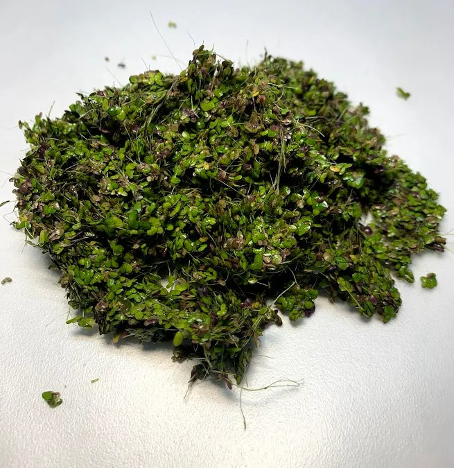 🌿 Duckweed – Fast-Growing Surface Cover for Natural Aquariums