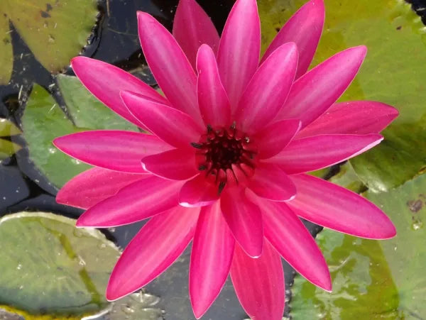 π Emily Grant Hutchings Tropical Water Lily β Night-Blooming Pink Lily for Warm Ponds