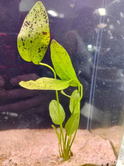 Green Ozelot Sword Echinodorus with bold speckled green leaves in a natural aquarium