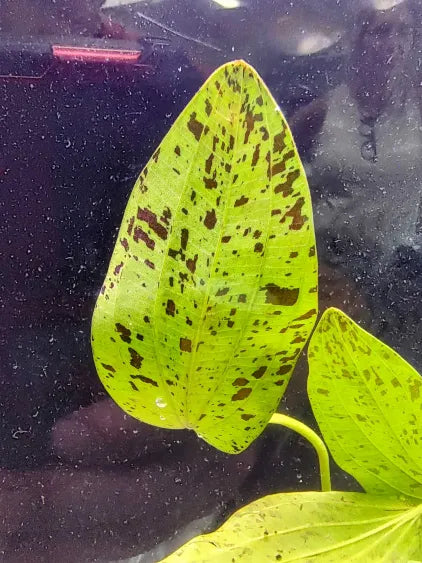 Close up of Green Ozelot Sword speckled leaf pattern