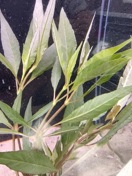 πΏ Hygrophila Blue β Striking Low-Tech Stem Plant for Natural Aquariums