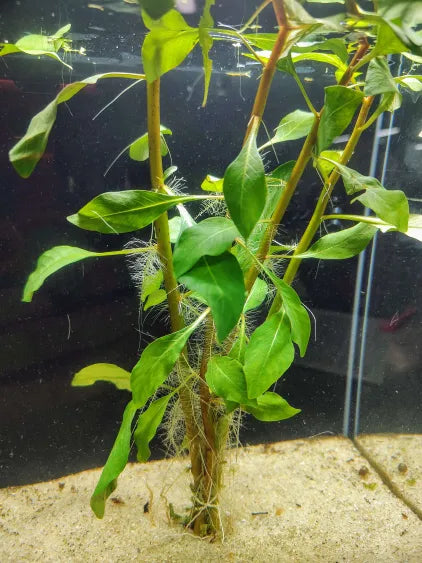 Ludwigia Cuba  Dense, Leafy Red-Green Stem for Natural Backgrounds   Father Fish Aquarium