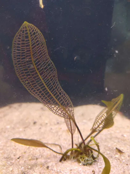 Madagascar Lace Plant