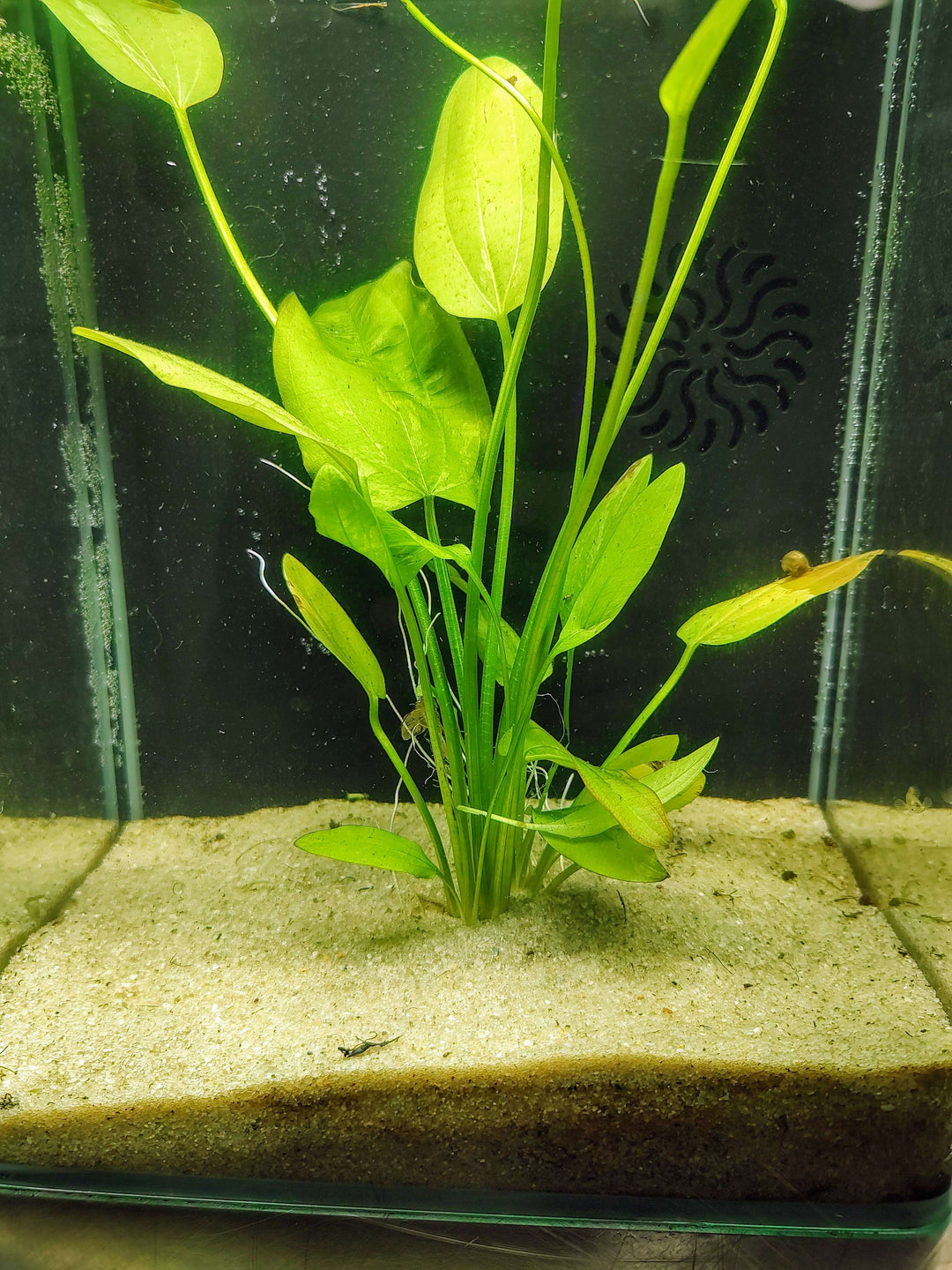 Marble Queen Sword variegated cream and green leaves in a natural aquarium