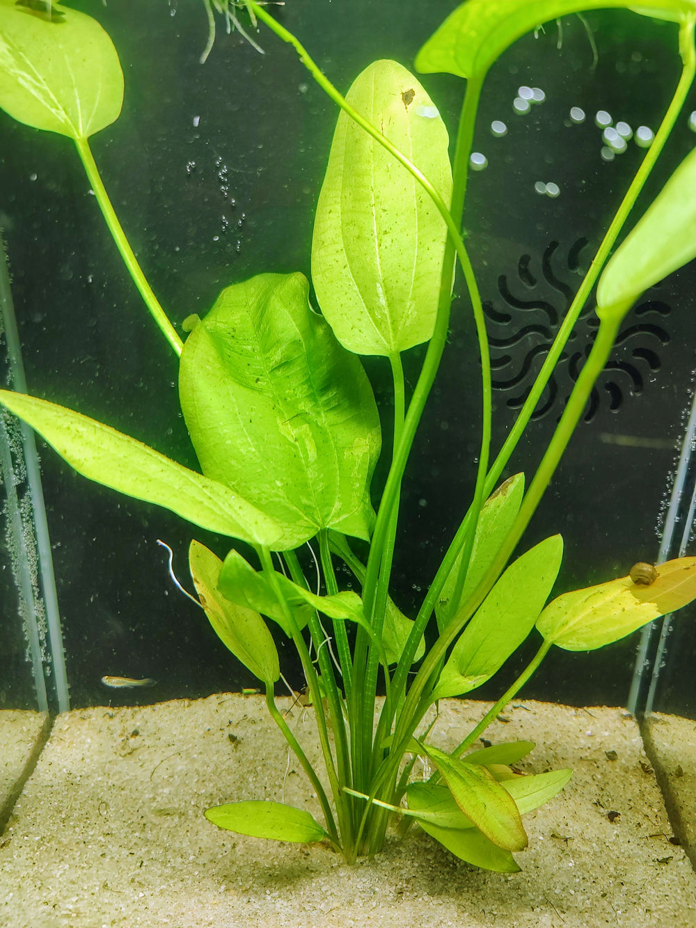 Close up of Marble Queen Sword cream and green variegated leaf
