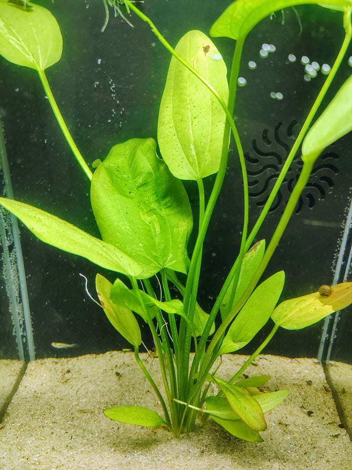 Close up of Marble Queen Sword cream and green variegated leaf
