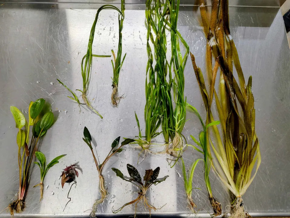 ๐ฟ Master Aquarium Plant Pack โ 12 Easy Live Plants | Natural Substrate System