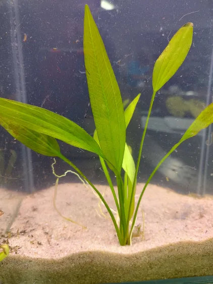 Melon Sword Echinodorus osiris with rounded green bronze leaves in a natural aquarium