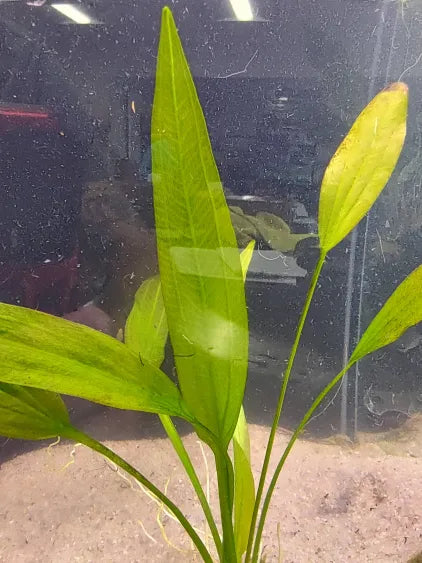 Close up of Melon Sword rounded leaf with bronze tint