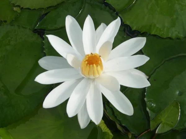 ๐ Missouri Tropical Water Lily โ Giant Night-Blooming White Lily for Ponds