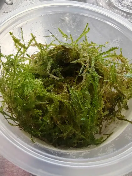 🌿 Peacock Moss – Feathered Moss with a Blue-Green Sheen