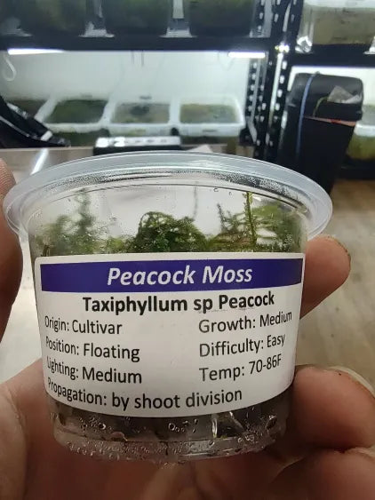 🌿 Peacock Moss – Feathered Moss with a Blue-Green Sheen