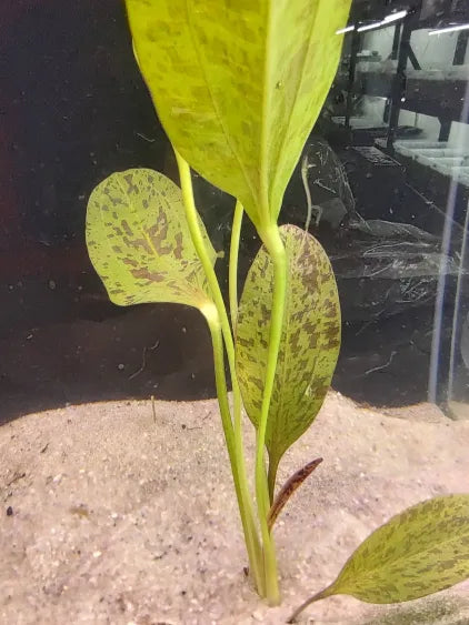 Red Flame Sword crown planted at sand level over a soil base with sand cap