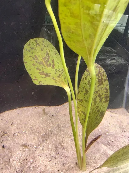 Red Flame Sword Echinodorus with red and green marbled broad leaves in a natural aquarium