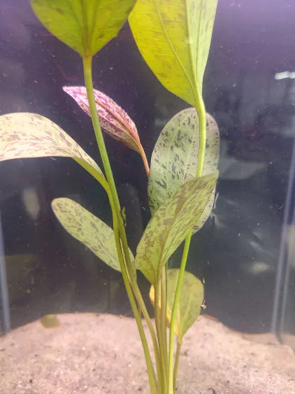 Close up of Red Flame Sword red bronze marbled leaf texture