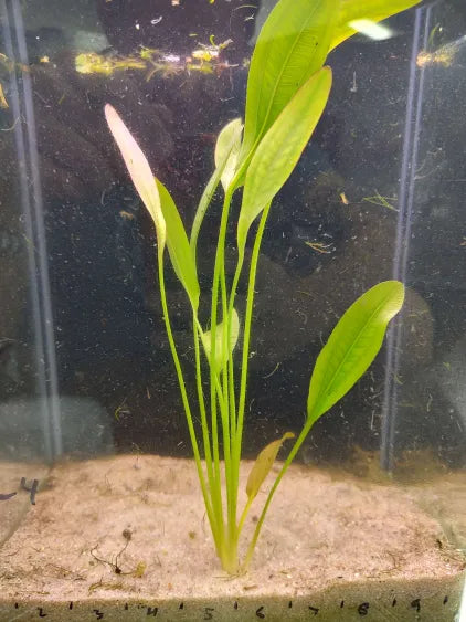 Red Rubin Sword Echinodorus 'Rubin' red bronze foliage in a natural aquarium