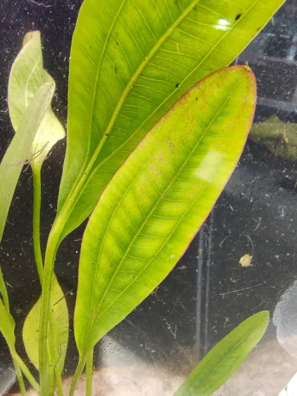 Close up of Red Rubin Sword red bronze leaf texture