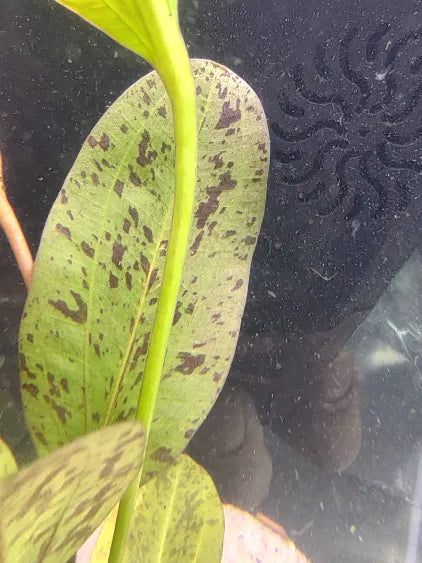 🌿 Red Flame Sword – Bold, Broad-Leaf Color for Low-Tech Tanks (Echinodorus sp.)