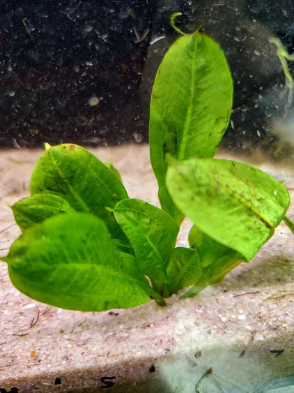 Rosette Sword Echinodorus parviflorus compact midground plant in a natural aquarium