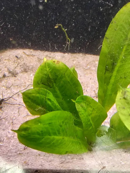 Rosette Sword broad green leaf texture close up