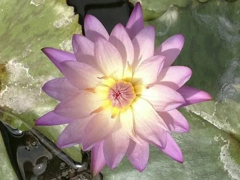 🌺 Southern Charm Tropical Water Lily – Vibrant Pink Blooms for Warm Ponds