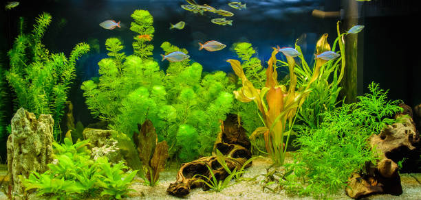 🌿Hardy Stem Pack – 12 Robust Bunches for Natural Aquariums