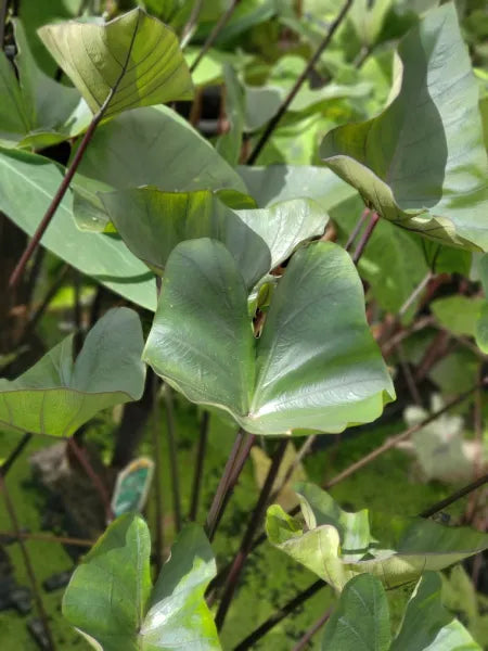🫖 Taro ‘Tea Cup’ – Striking Marginal Pond Plant with Upright Leaves