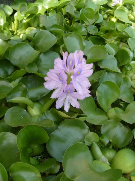 ๐ธ Water Hyacinth โ Fast-Growing Floating Plant for Pond Filtration & Shade