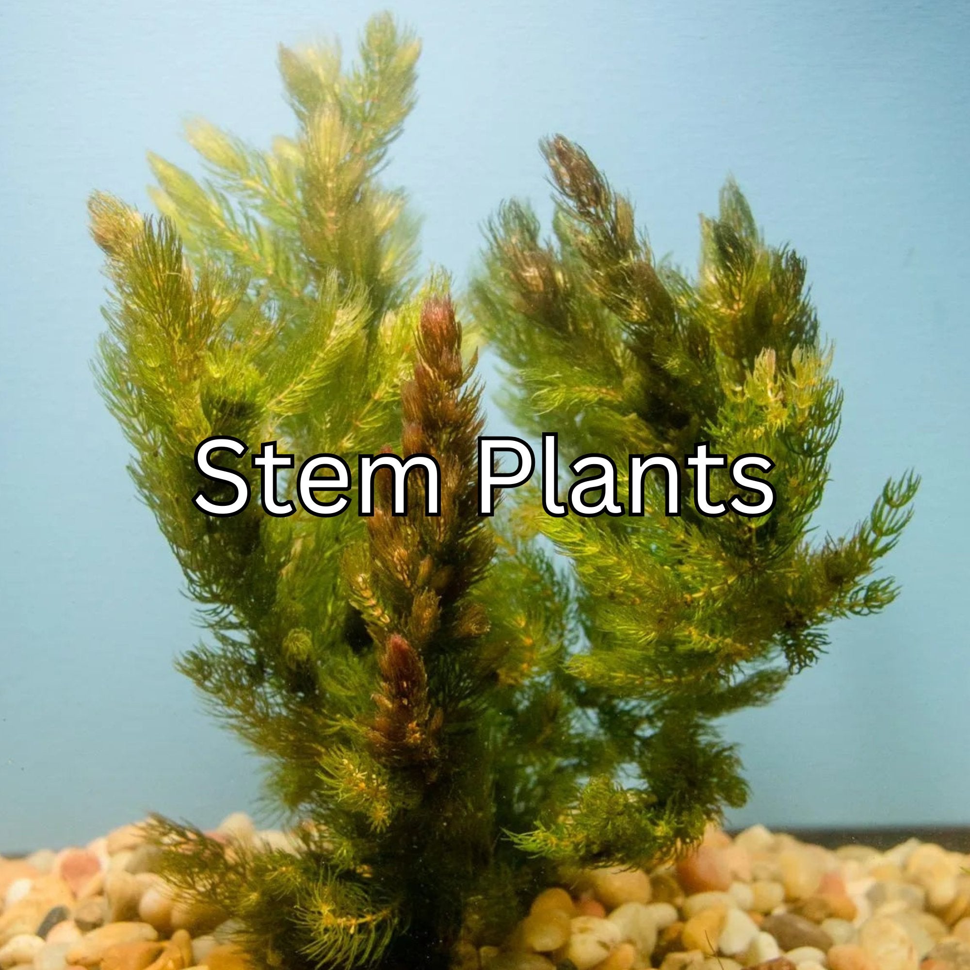 Stem Plants