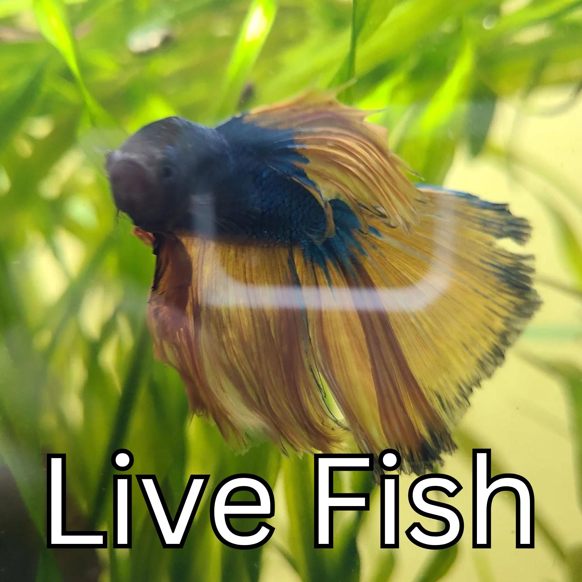 Live Fish