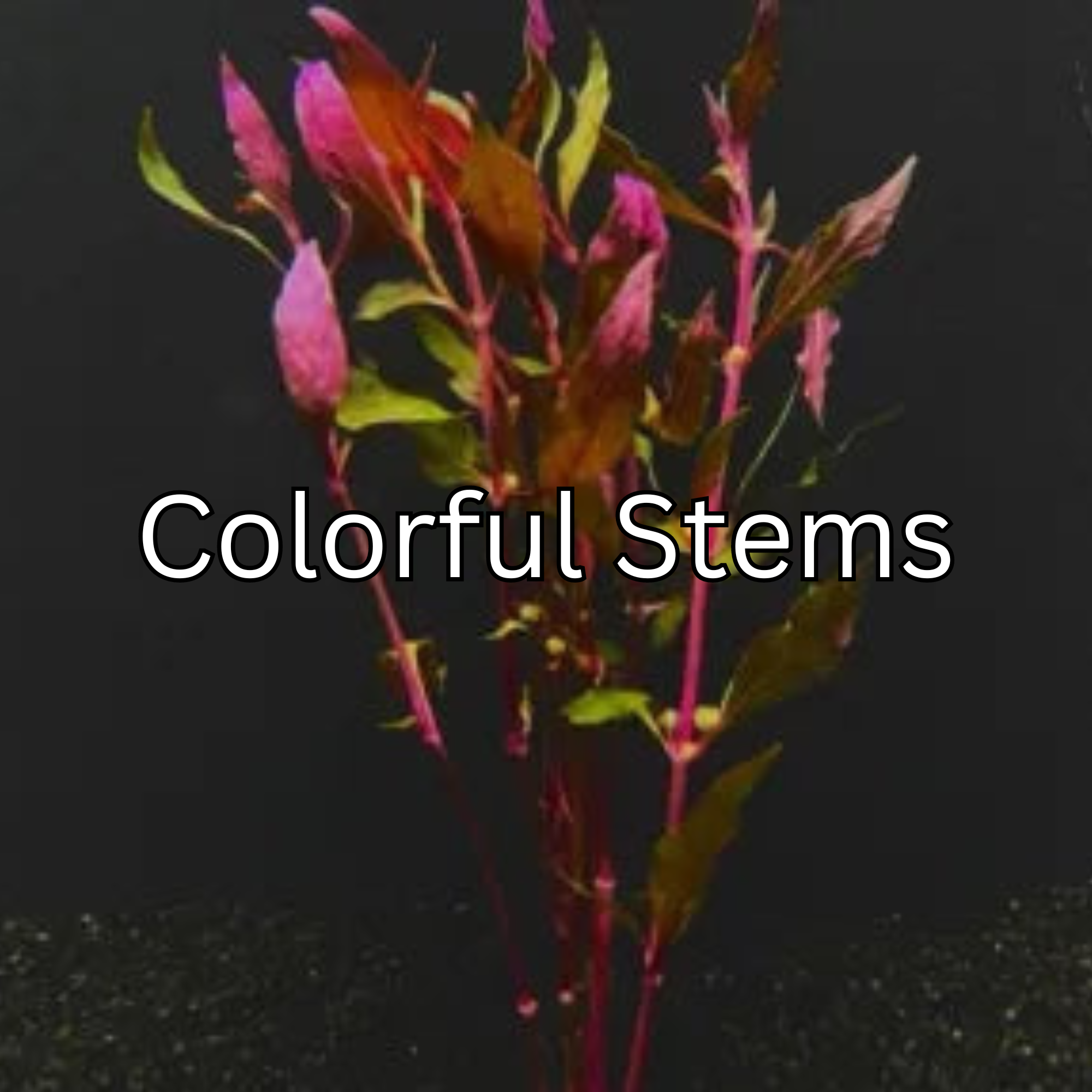 Colorful Stems