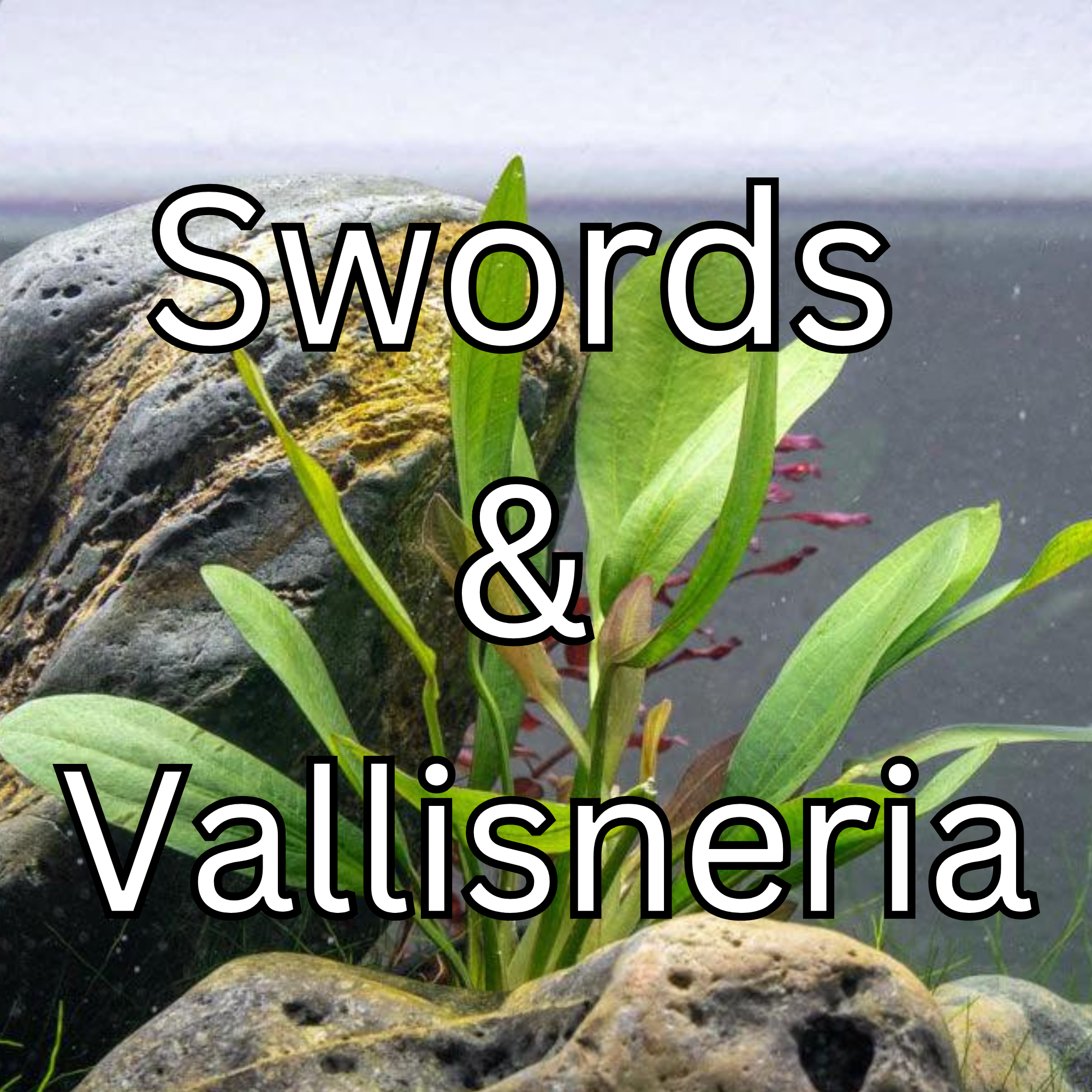 Swords and Vallisneria