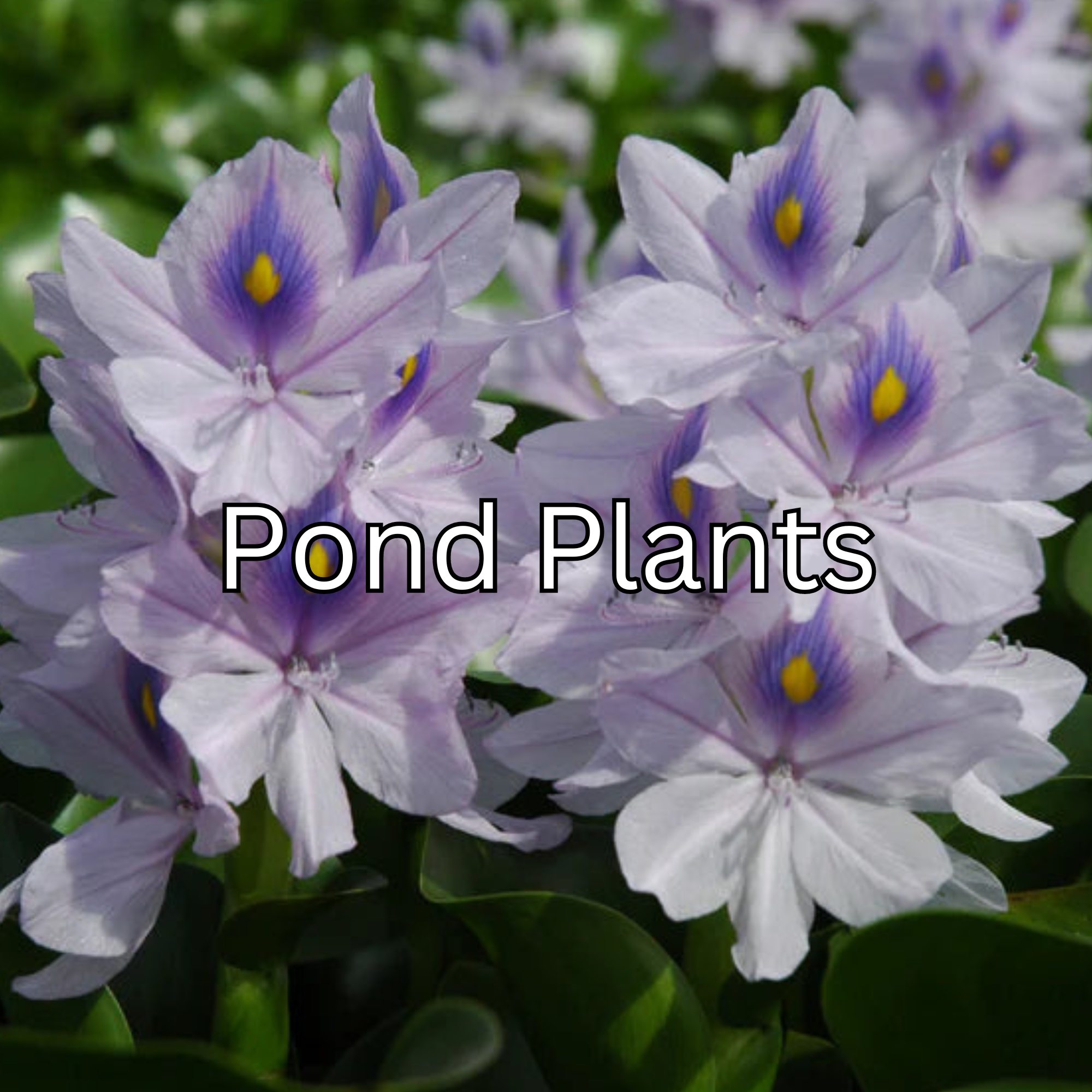 Pond Plants