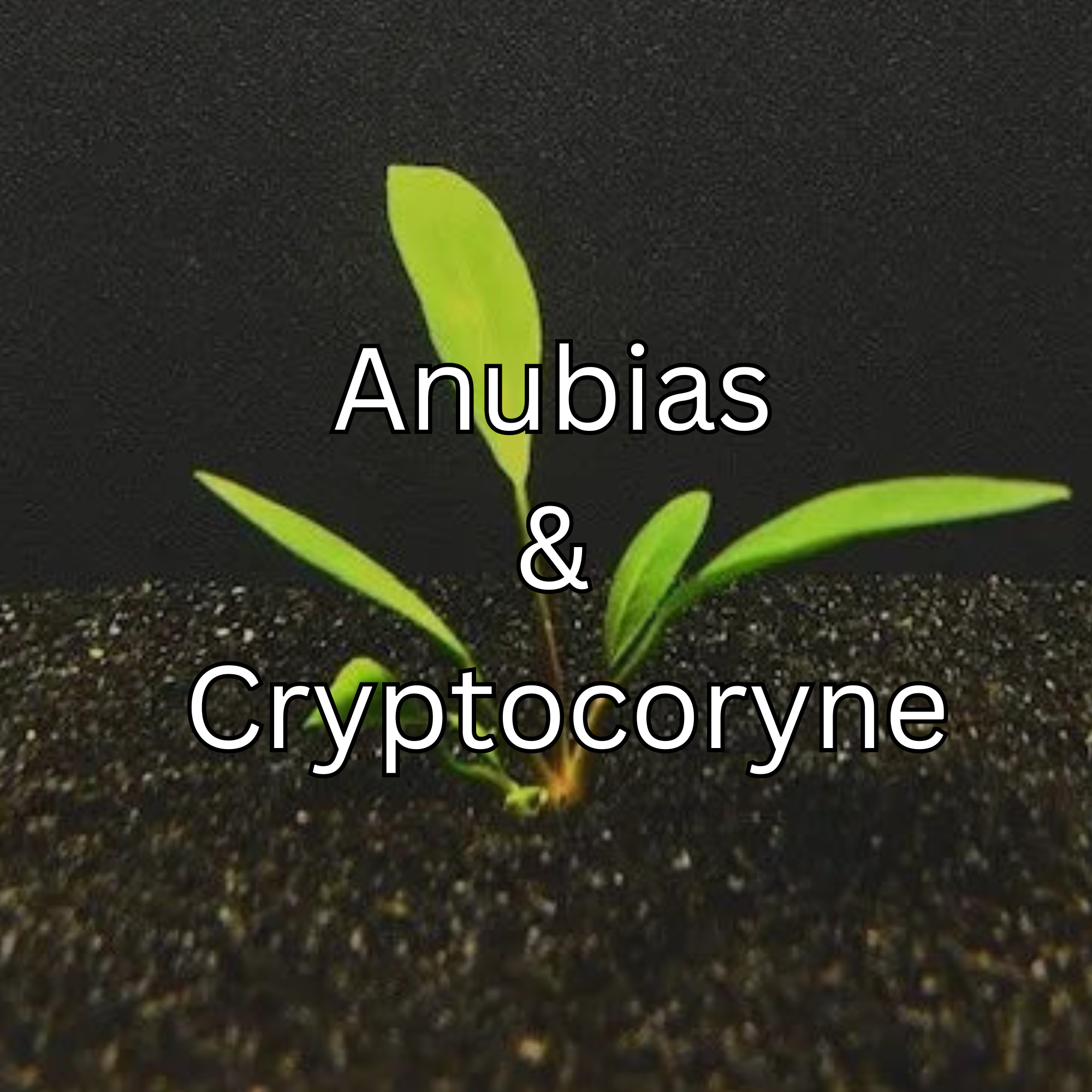 Anubias and Cryptocoryne