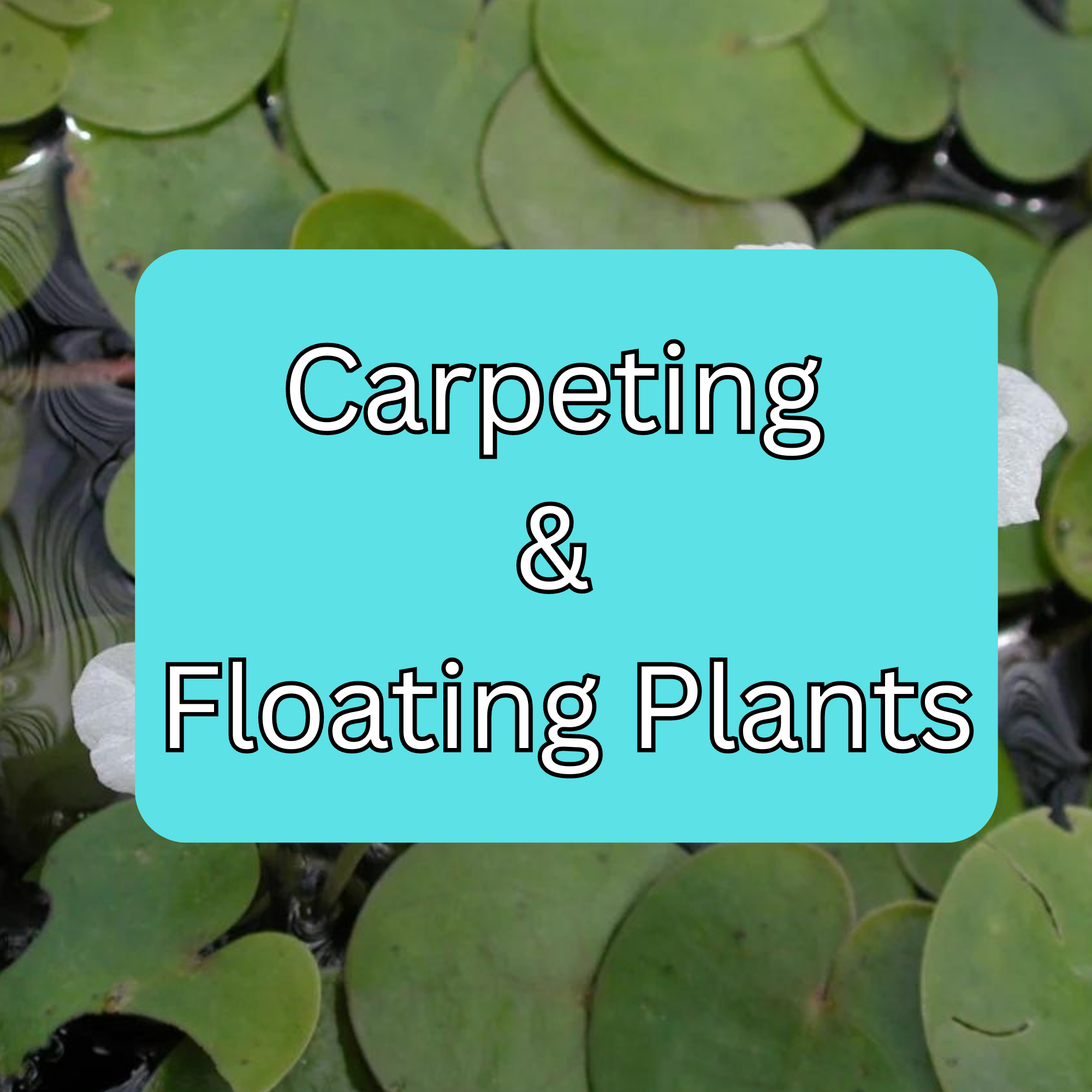 Carpeting and Floating Plants