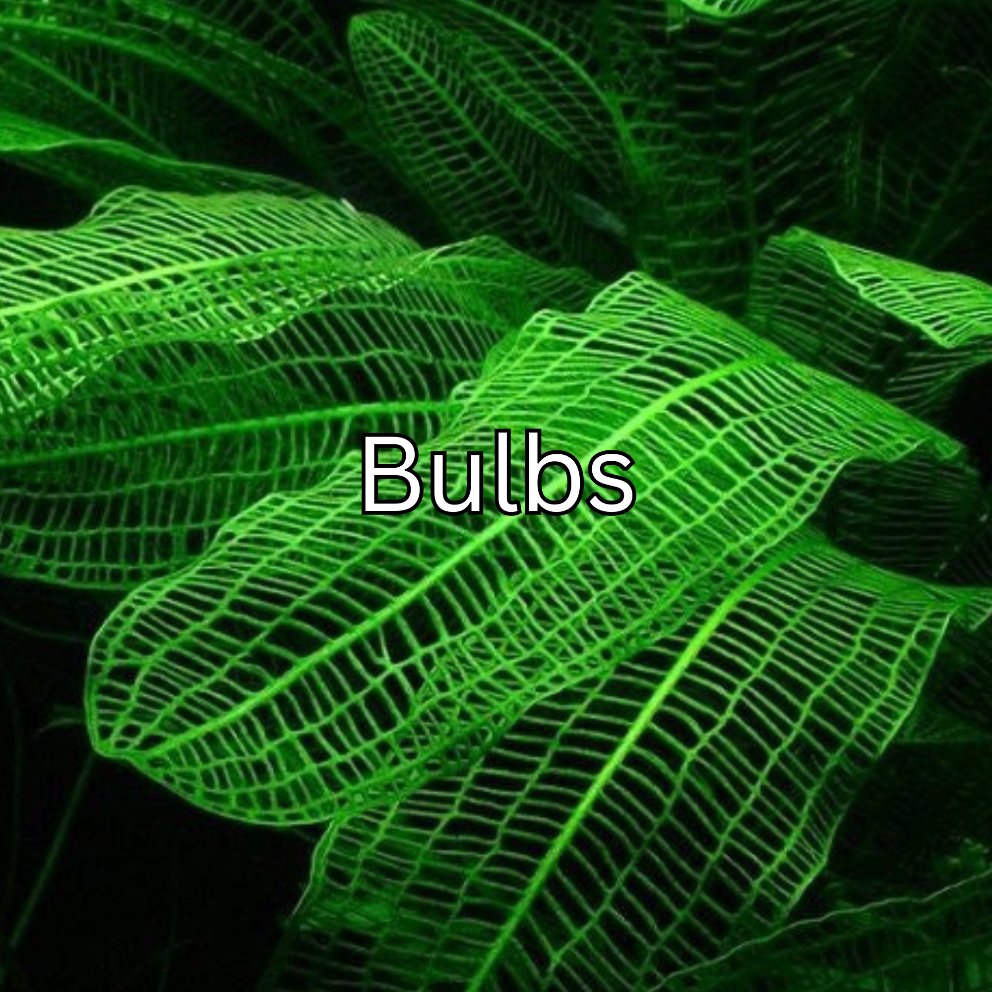 Bulbs