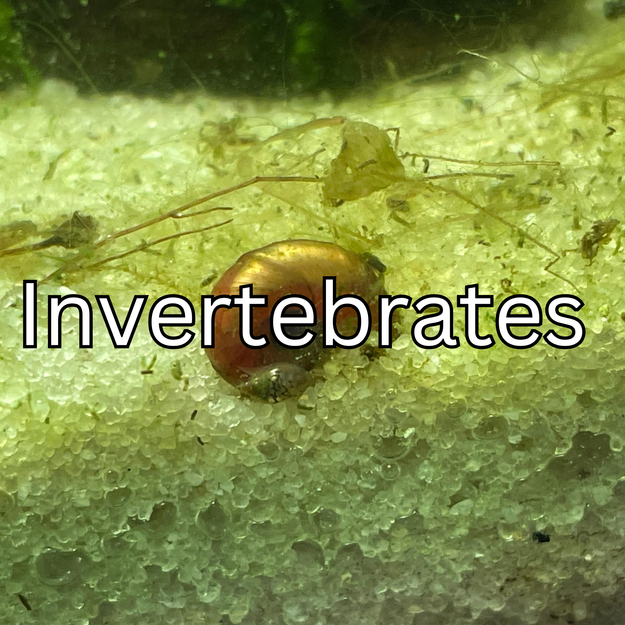 Invertebrates