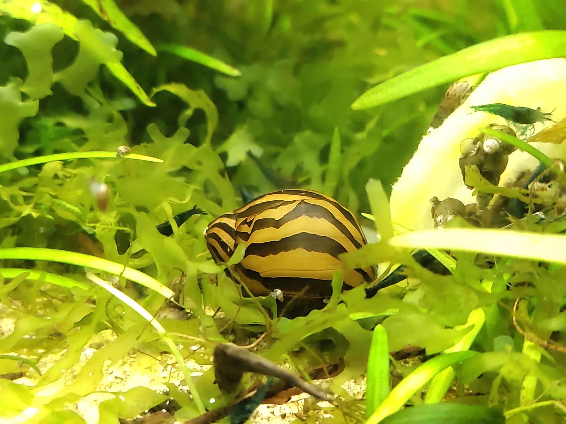 🐌 Invertebrates Collection – Natural Cleaners & Colorful Companions