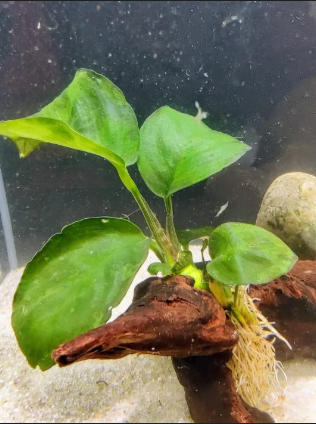 Anubias rhizome plant attached to driftwood in a low-light natural aquarium