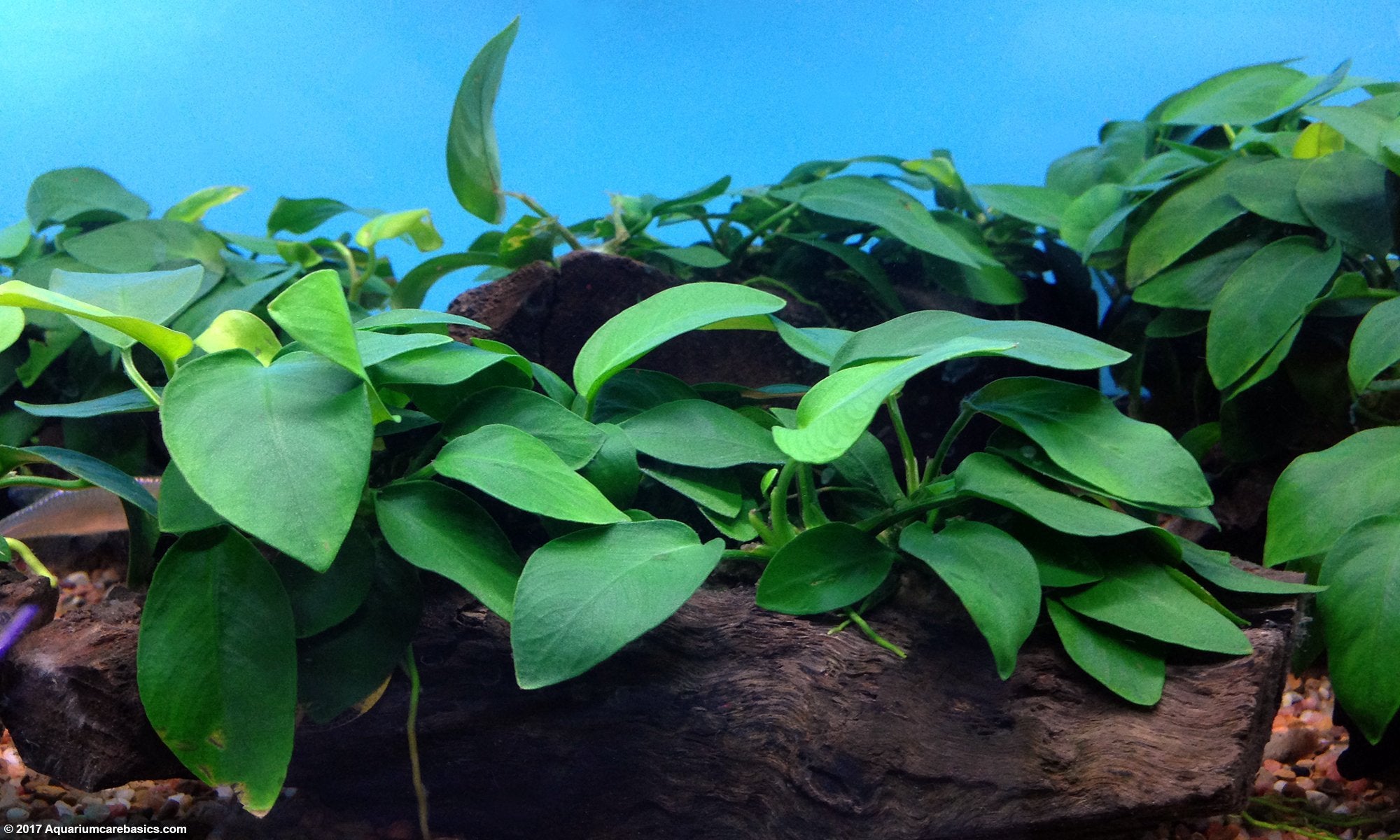 🌿 Anubias Collection – The Ultimate Low-Tech Plant