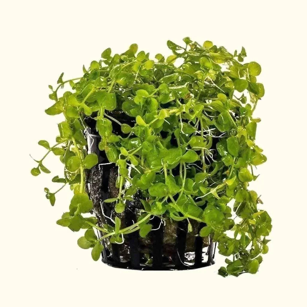 🌿 Carpeting Plants Collection – Ground Cover for Natural Aquascapes