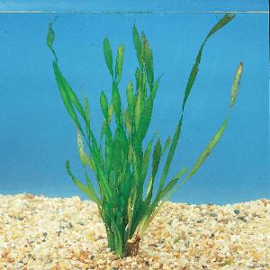🌿 Valisneria Collection – Tall Grass-Like Plants for Natural Aquascapes