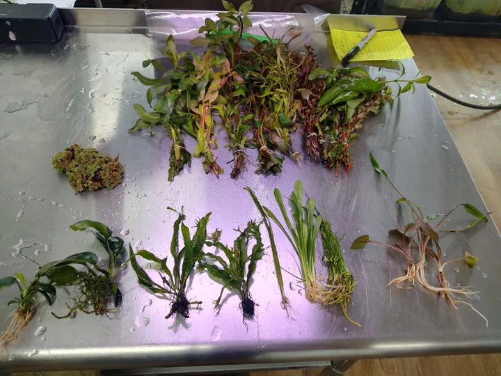 🌿 Medium Aquarium Starter Kit – Plants & Substrate (20–29 Gallons)