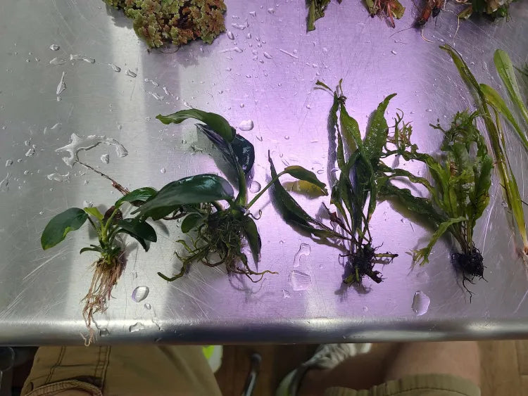 🌿 Medium Aquarium Starter Kit – Plants & Substrate (20–29 Gallons)
