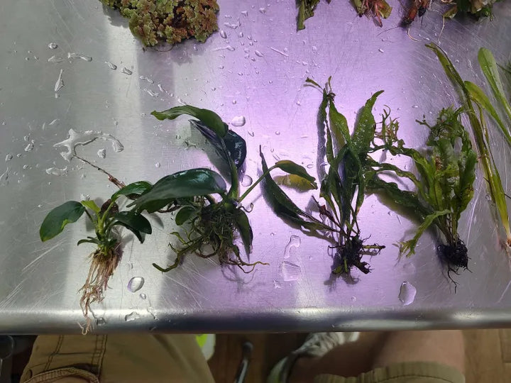 🌿 Medium Aquarium Starter Kit – Plants & Substrate (20–29 Gallons)