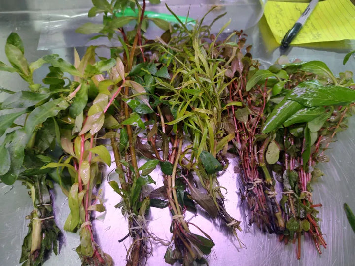 🌿 Medium Aquarium Starter Kit – Plants & Substrate (20–29 Gallons)